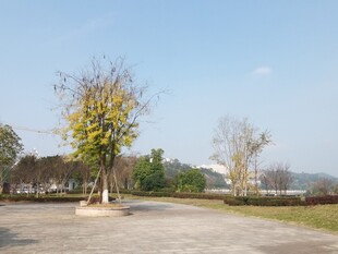 户外空旷场地中的树木