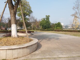 户外圆形树池旁的道路