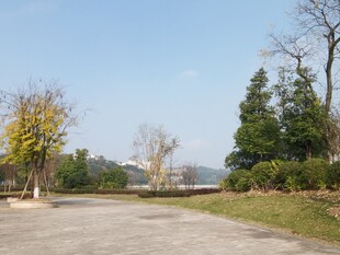 户外空旷场地与树木景观