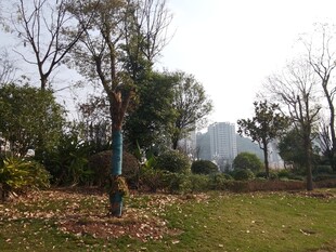 秋日公园落叶景致