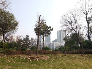 城市公园中的树木与草地