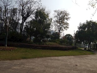 户外空旷的树木草地场景