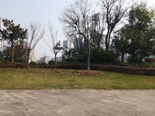 户外空旷草地树木景观