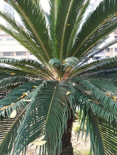 高大挺拔的铁树