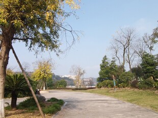 林间小道静谧自然风光