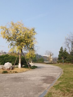 秋日公园蜿蜒小径风景