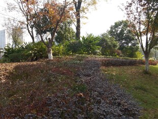 城市公园中的绿植景观