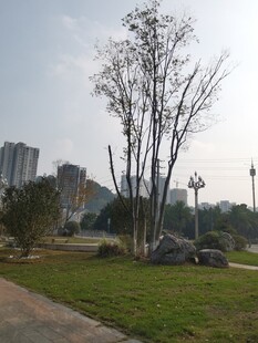 城市公园中的树木景观