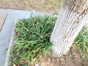 树下葱郁绿植景观