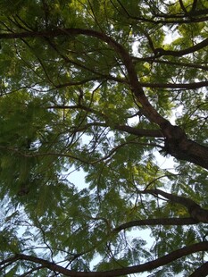 仰视茂密枝叶