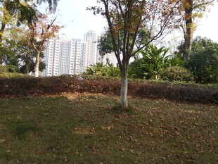 户外草地树木景观