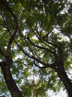 繁茂树枝间的绿意景致