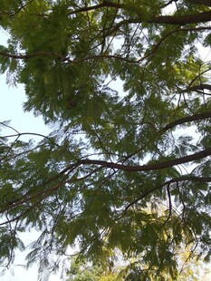 仰视繁茂树枝与蓝天