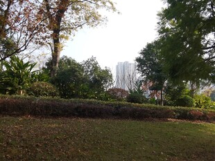 城市中的静谧绿地景观