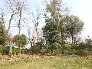 户外自然景观树木草地