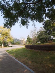 林荫小道自然静谧景致