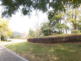 公园小径旁的绿植景观