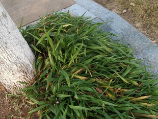 树下嫩绿草丛特写