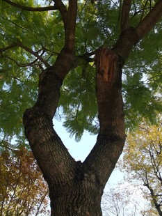 奇特分叉树干的茂盛树木