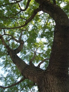 粗壮古树枝繁叶茂