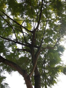 繁茂大树的枝叶景观