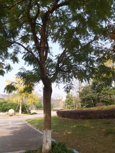 路边绿树清新自然景致