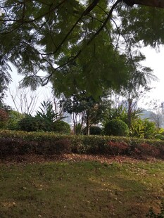 绿意盎然的户外庭院景色