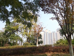 城市中的绿树与远处高楼