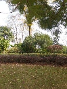 户外绿植景观一角