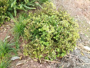 绿色丛生植物景观