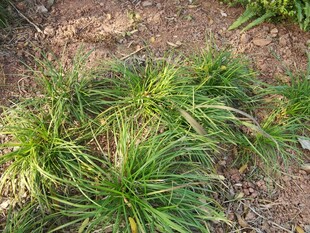 地面上的嫩绿草丛