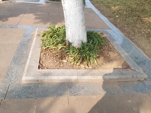 树池中的绿植景观