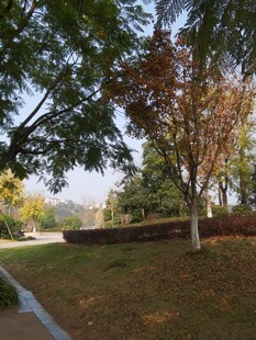 秋日公园树木景致