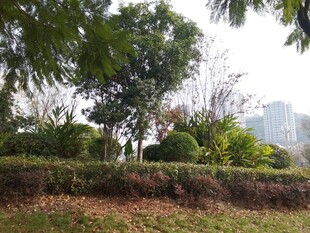 城市中的绿意盎然景观