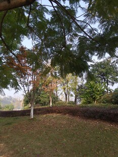 林间草地秋日静谧景象