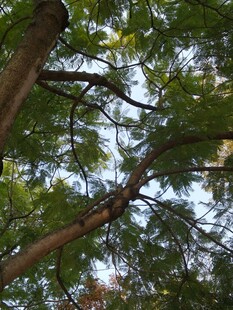 仰视繁茂树枝与绿叶