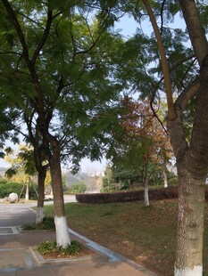 林荫小道静谧自然景致