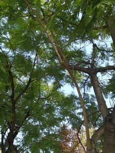 夏日繁茂树林景象