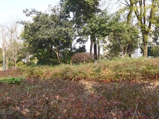 秋日公园草木景致