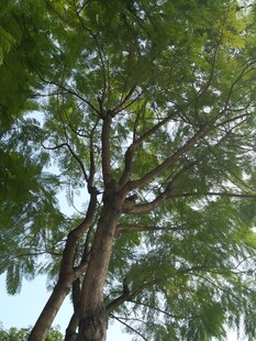 高大葱郁的树木景观