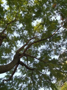 仰视繁茂树枝与绿叶