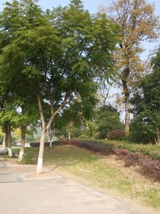 公园林荫小道风景