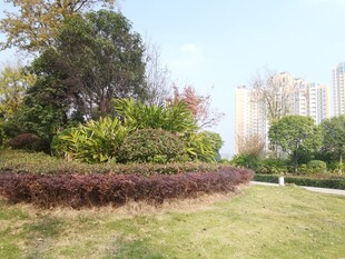 城市公园绿意盎然景致