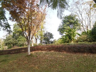 秋日公园草地树木景致