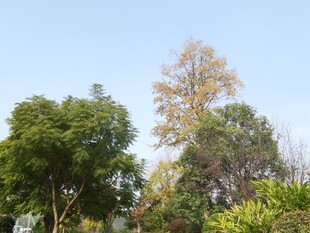 秋日多彩树林景观