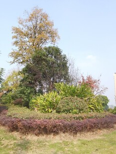 秋日户外多彩植物景观