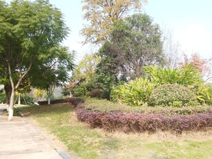 公园绿意盎然的景观小径