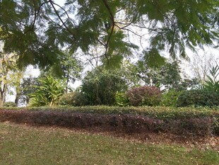 绿意盎然的户外园林景观