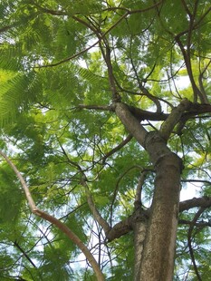 繁茂绿树展现自然生机