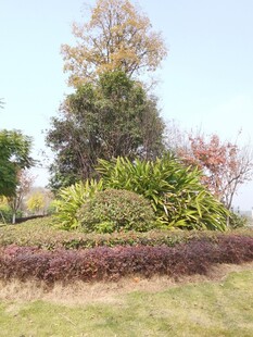 户外多彩绿植景观